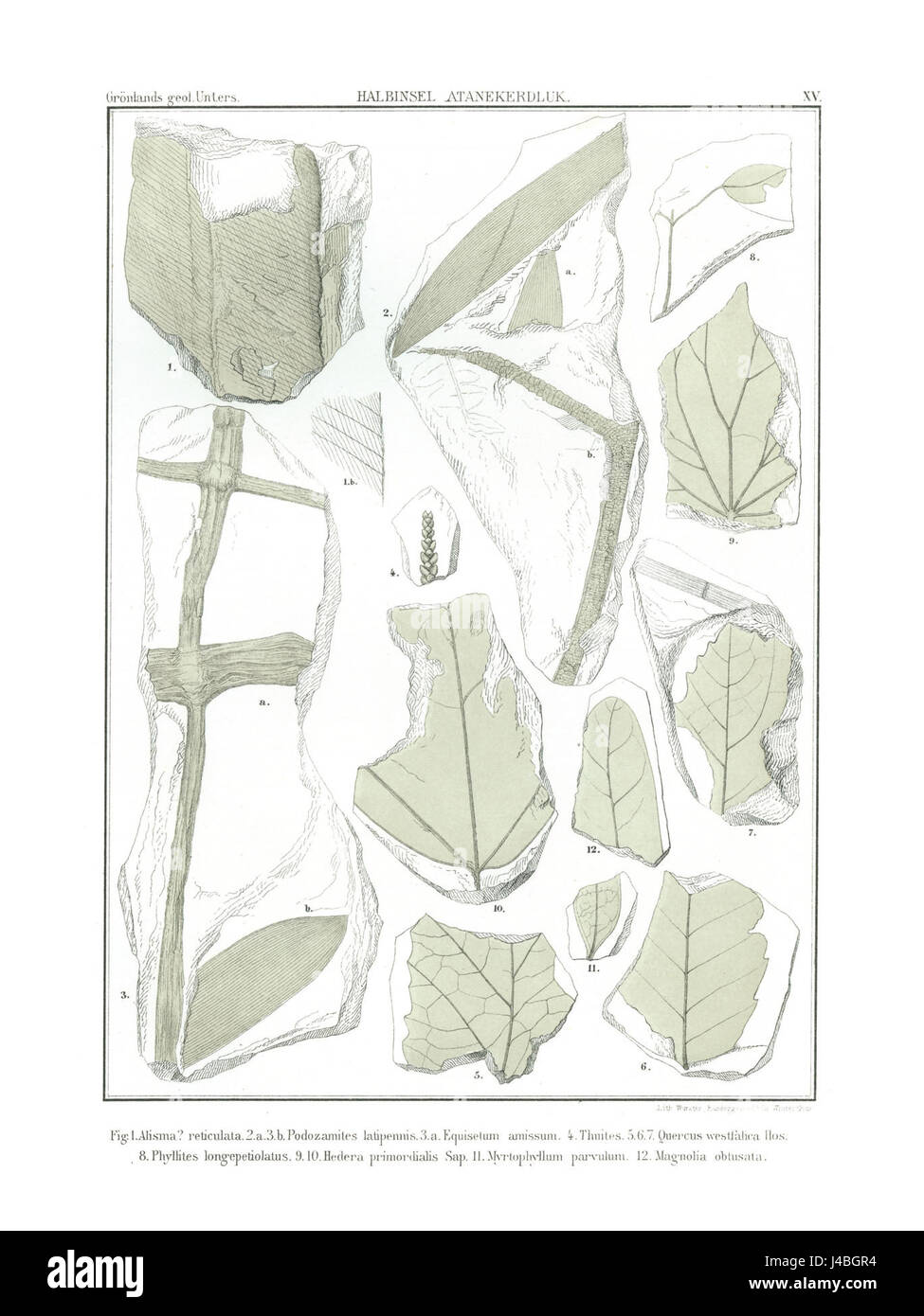 Polarflora 6307 Banque D'Images