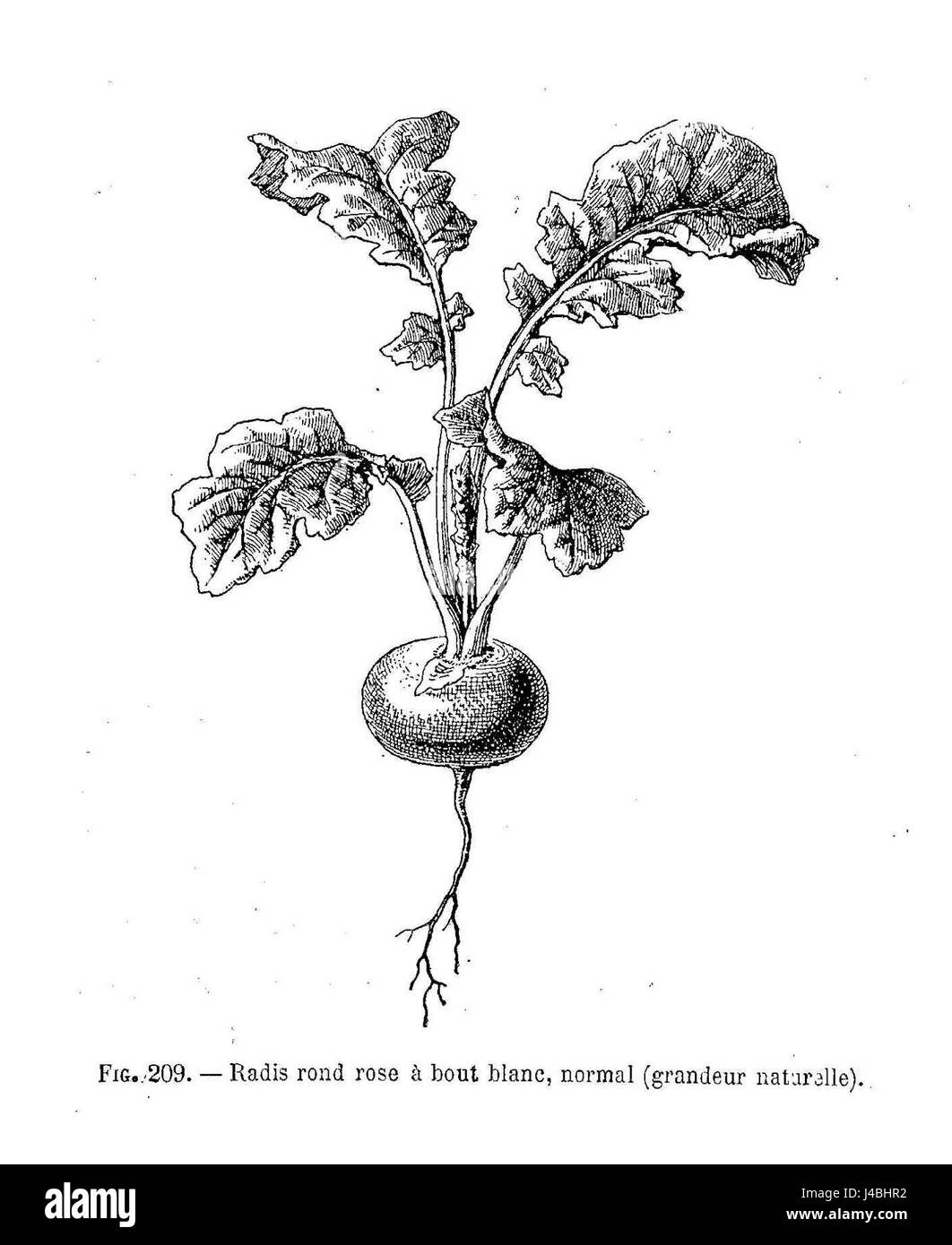 'Radis rond rose' fait référence à un dessin d'un radis rose rond, probablement créé dans le contexte d'études botaniques ou comme représentation artistique de la nature. L’œuvre met en valeur la forme et la texture de ce légume. Banque D'Images