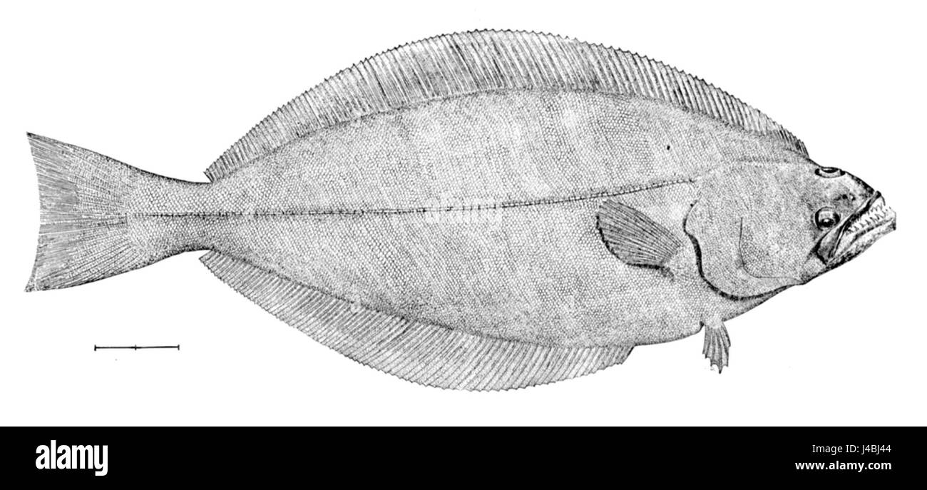 Reinhardtius hippoglossoides, communément appelé flétan du Groenland ou turbot, est une espèce de poisson plat présente dans l'Atlantique Nord. Il est connu pour son importance économique dans les industries de la pêche. Banque D'Images