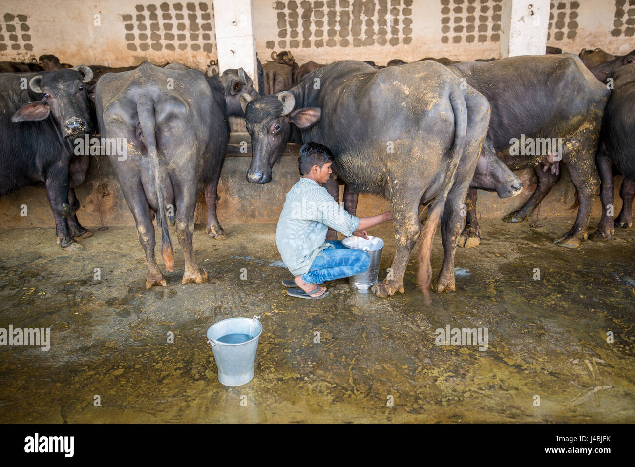 Un jeune homme se traire une vache sur un établissement d'engraissement  dans la province du Punjab, en Inde Photo Stock - Alamy