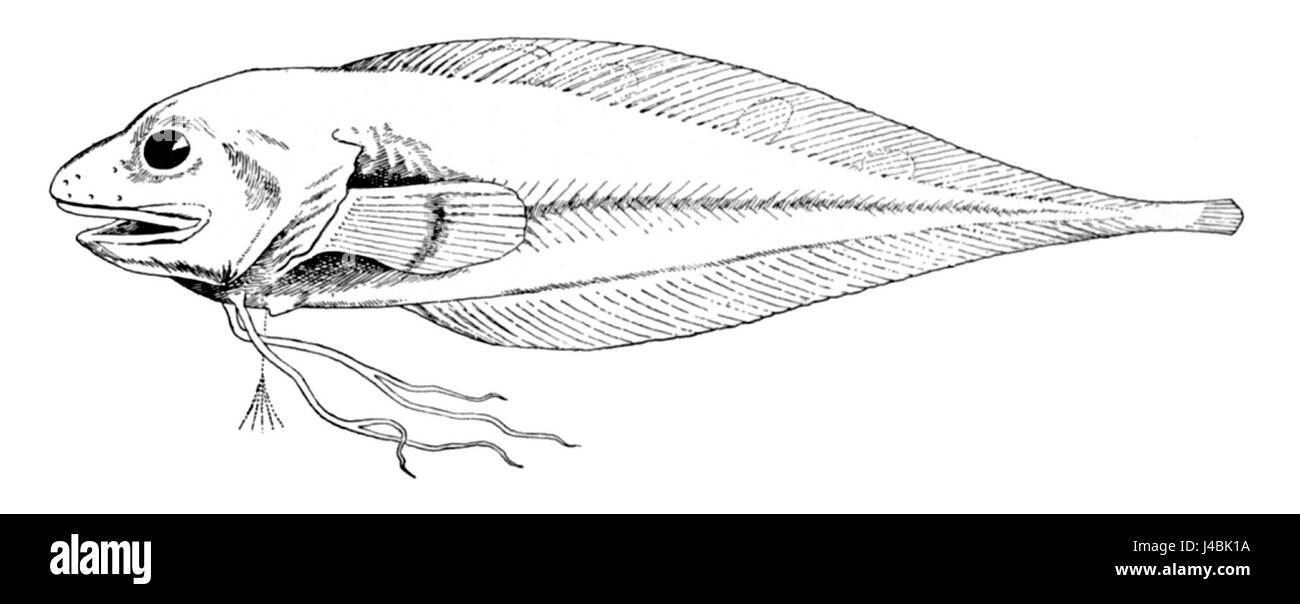 Rhodichthys Regina Banque D'Images