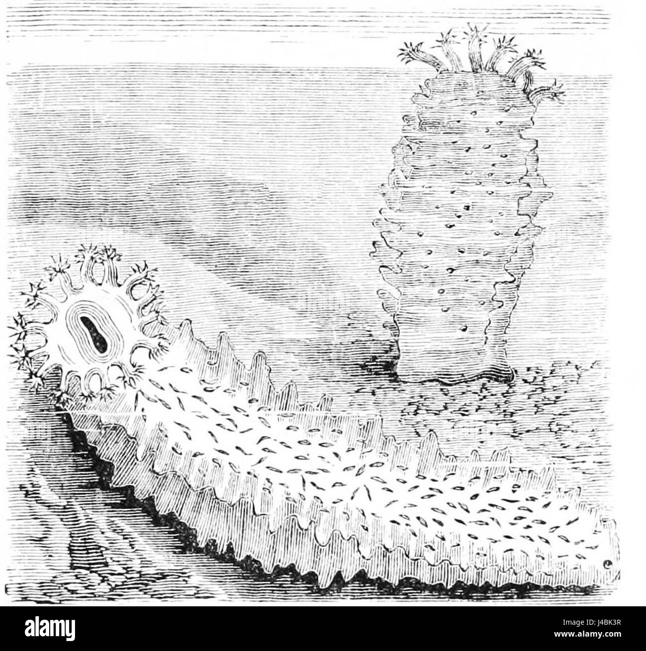 PSM V42 D534 présente une illustration détaillée d'un concombre de mer, mettant en valeur ses caractéristiques biologiques. L'illustration sert de référence scientifique pour comprendre la biologie marine et la diversité de la vie océanique. Banque D'Images