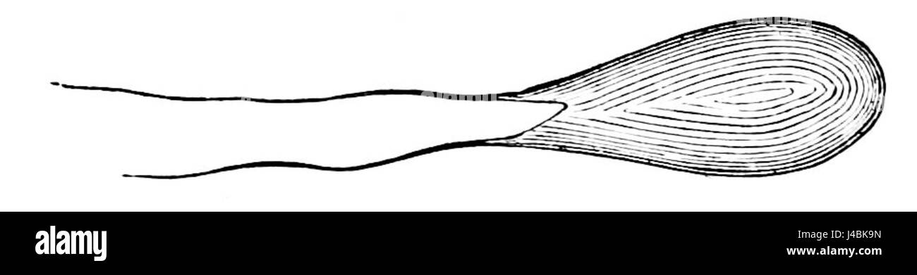 Cette illustration scientifique, étiquetée PSM V06 D359, montre une cellule en forme de poire sans sac. Ce type de structure cellulaire est étudié en microbiologie et en biologie cellulaire, avec un intérêt pour la morphologie cellulaire et la fonction dans divers organismes. Banque D'Images