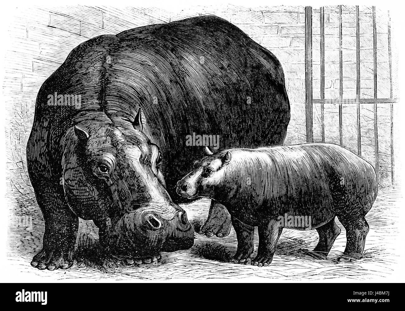 Cette image représente une mère hippopotame et son bébé, montrant un moment clé dans la vie de ces animaux. Les hippopotames sont connus pour leur nature semi-aquatique et leur comportement social. Banque D'Images
