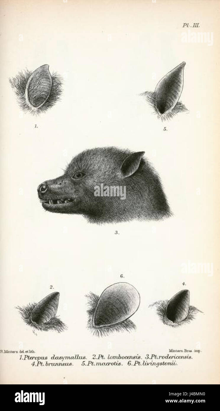 Les Pteropus, communément appelés renards volants, sont de grandes chauves-souris fruitières trouvées dans les régions tropicales. Ils jouent un rôle essentiel dans la pollinisation et la dispersion des graines dans leurs écosystèmes. Banque D'Images