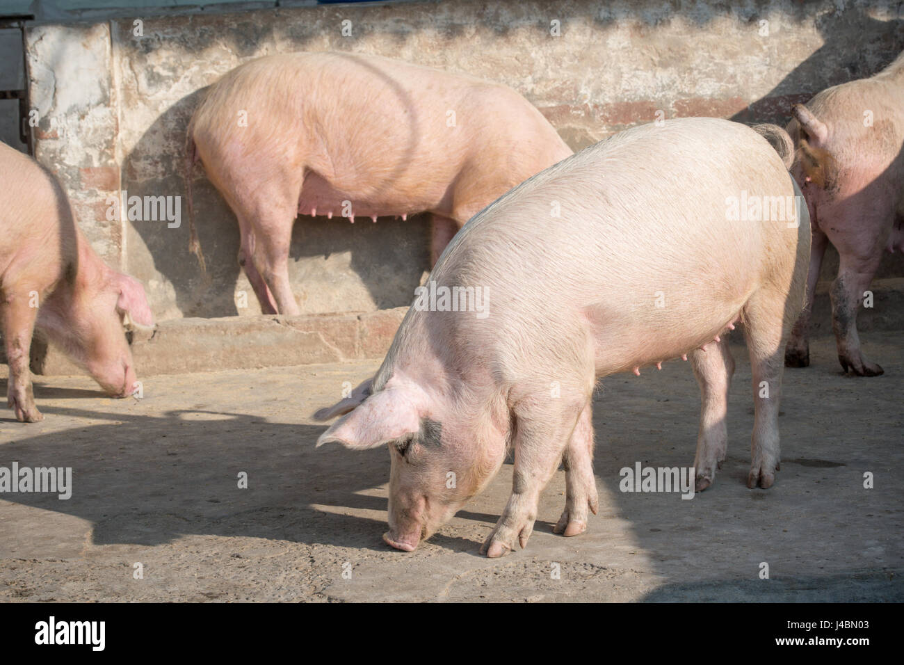 Les porcs renifler autour de leur enclos dans une ferme de la province du Punjab, en Inde. Banque D'Images