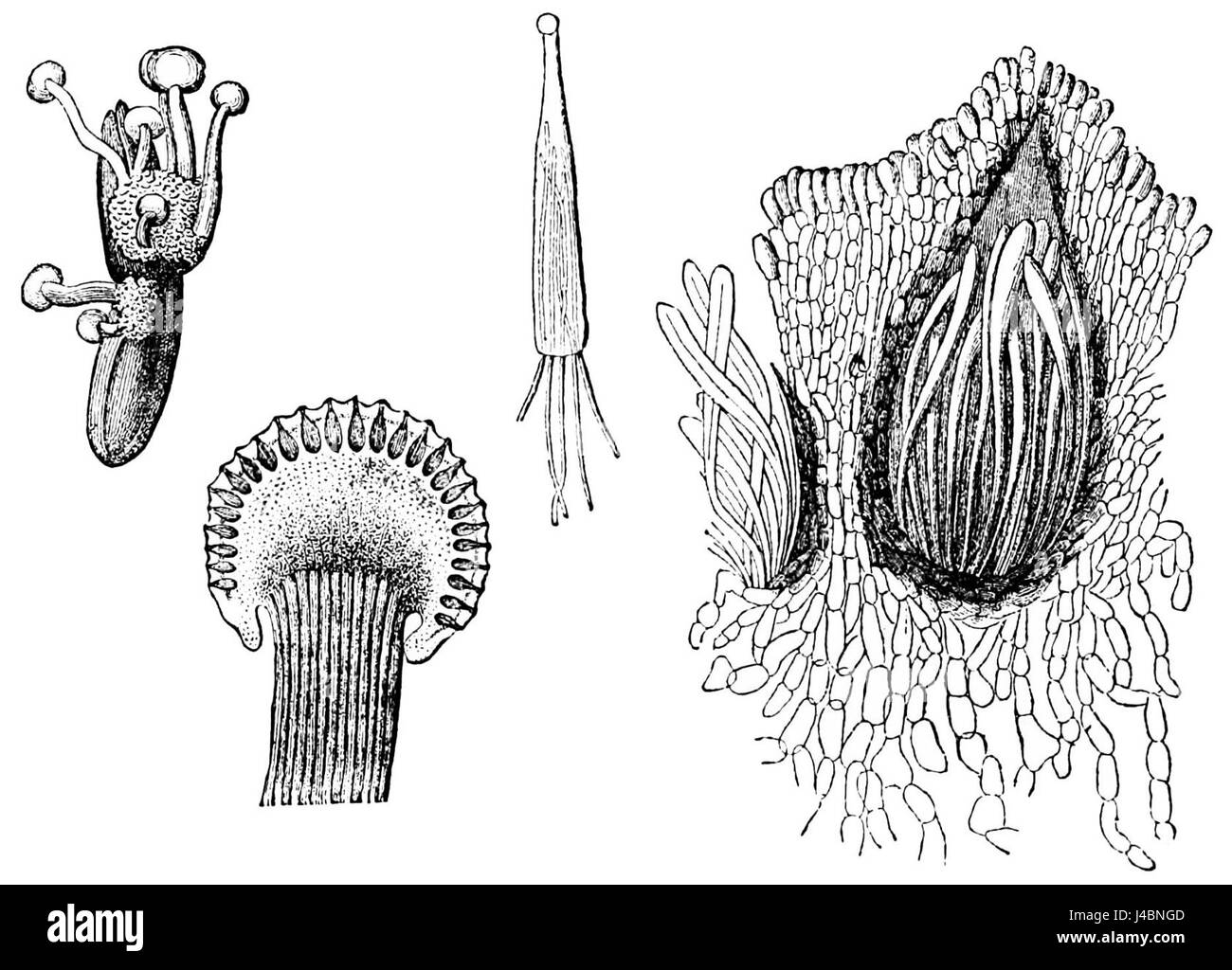Les grains ergotés sont des grains affectés par le champignon de l'ergot, Claviceps purpurea, qui produit des spores nocives. Ces spores peuvent contaminer les cultures céréalières, causant des empoisonnements chez les humains et les animaux. L'image capture l'impact de cette croissance fongique sur les grains. Banque D'Images Les grains ergotés sont des grains affectés par le champignon de l'ergot, Claviceps purpurea, qui produit des spores nocives. Ces spores peuvent contaminer les cultures céréalières, causant des empoisonnements chez les humains et les animaux. L'image capture l'impact de cette croissance fongique sur les grains. Banque D'Images