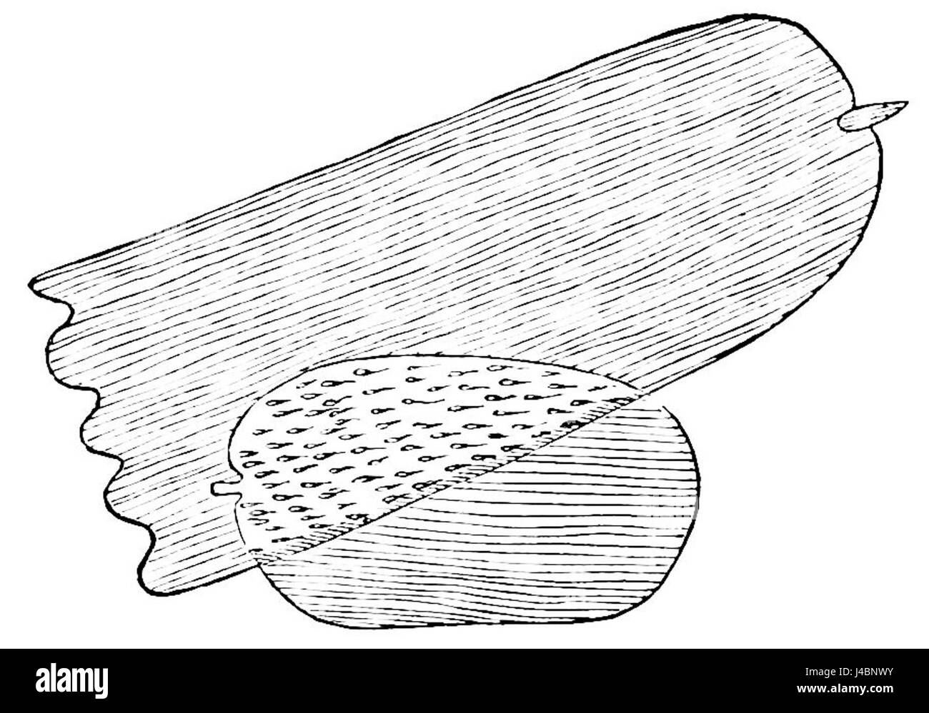 PSM V07 D191 Échelle de comparaison bleu azur Banque D'Images