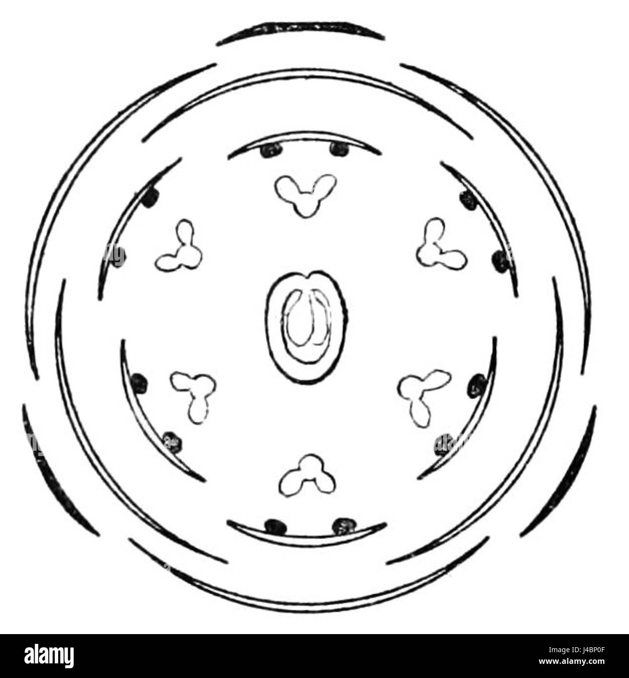 Ce diagramme de PSM V45 D812 illustre la structure et les caractéristiques de la fleur d'euberis, montrant son anatomie florale et aidant à l'étude de la biologie végétale et botanique. Banque D'Images