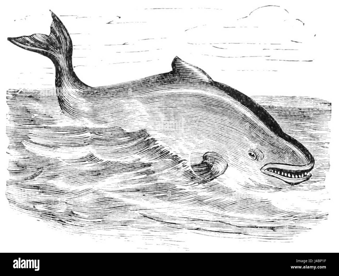 Le marsouin commun (Phocoena phocoena) est un petit cétacé trouvé dans les eaux tempérées et subarctiques. Il est reconnu pour son museau émoussé, son corps trapu et sa nature timide, souvent observée dans les eaux côtières. Le PSM V44 D080 fait référence à un catalogage spécifique de cette espèce. Banque D'Images