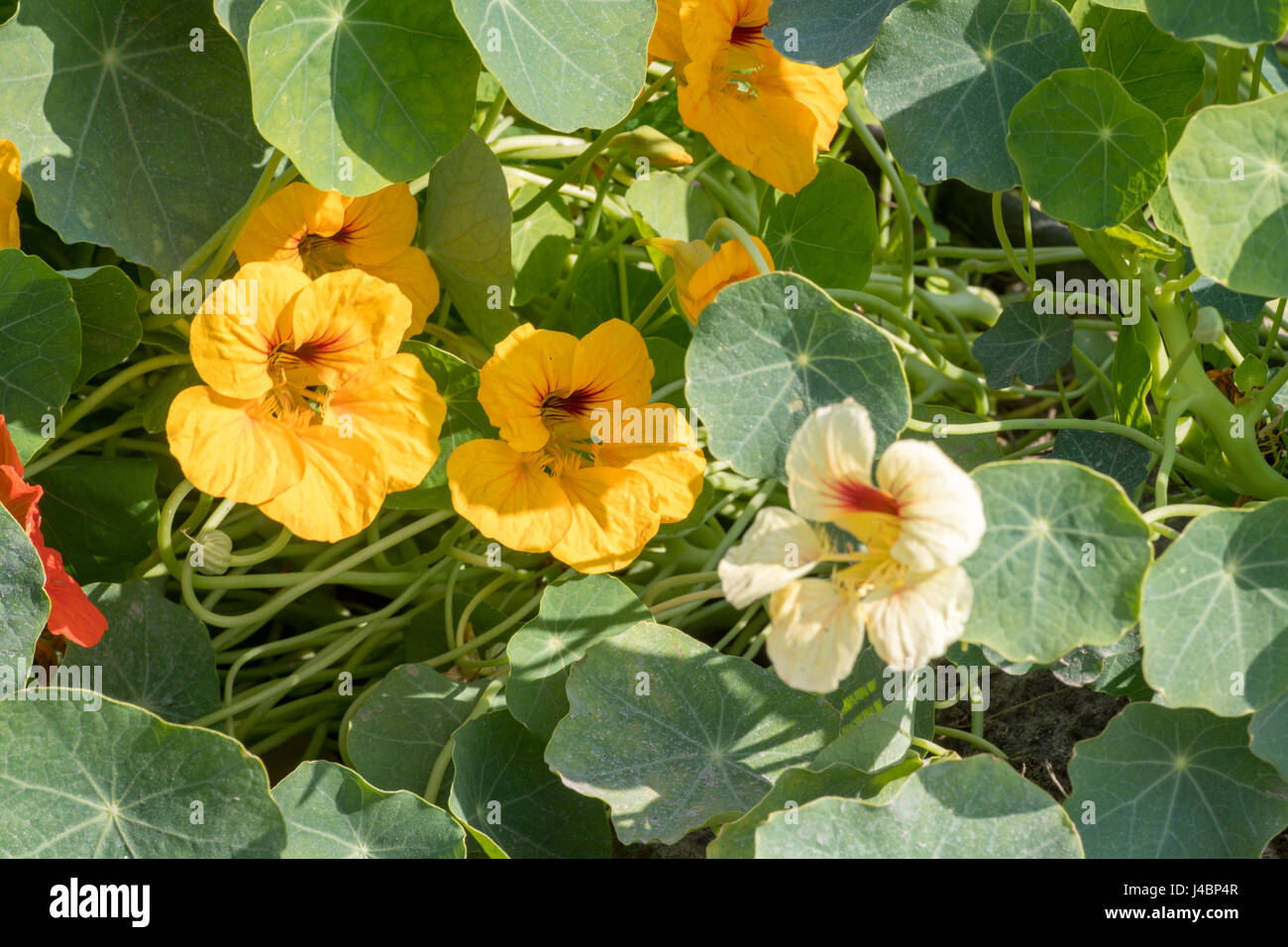 Des fleurs dans une ferme de la province du Punjab, en Inde. Banque D'Images