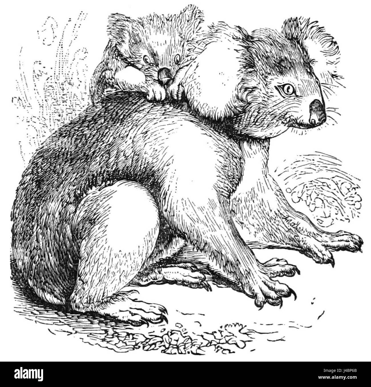 PSM V08 D436 Koala Banque D'Images