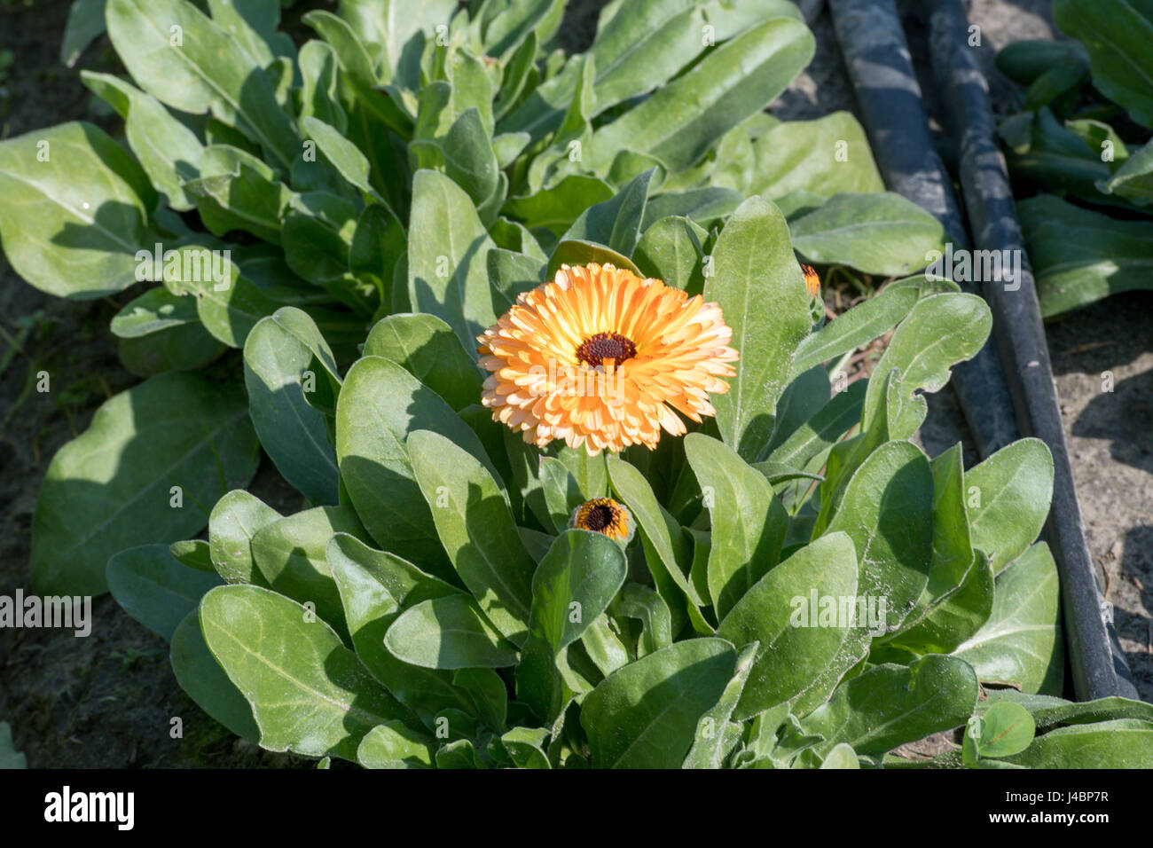 Des fleurs dans une ferme de la province du Punjab, en Inde. Banque D'Images