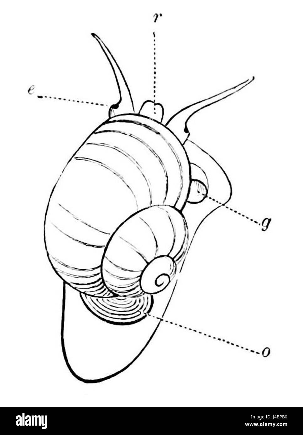 PSM V07 D585 Snail avec opercule Banque D'Images