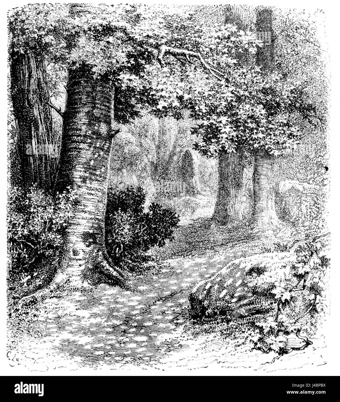 Cette image illustre le phénomène de la lumière du soleil filtrée à travers le feuillage, créant un effet de taches solaires. L'interaction entre la lumière et les feuilles démontre comment la lumière naturelle interagit avec l'environnement pour produire des motifs visuellement saisissants. Le phénomène met en évidence la beauté naturelle et les effets de la lumière du soleil en extérieur. Banque D'Images