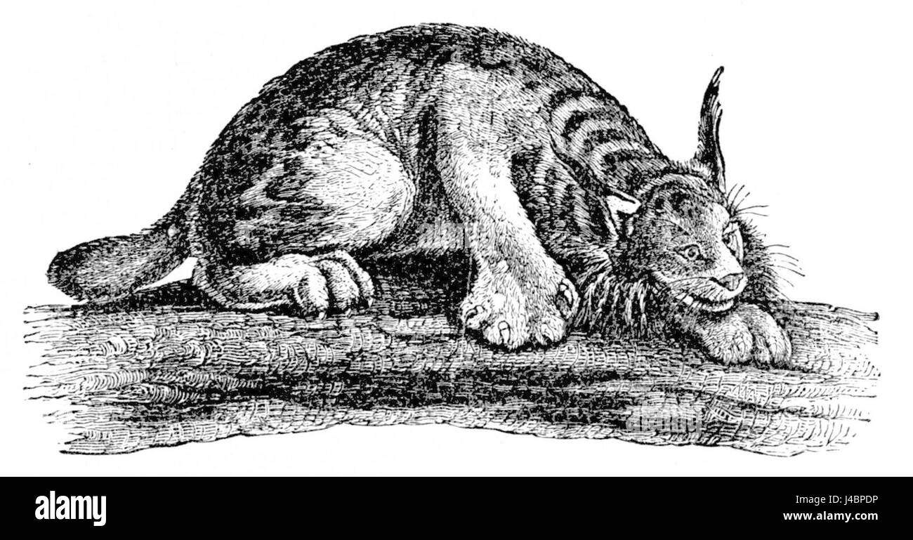 PSM V04 D159 Lynx du Canada Banque D'Images