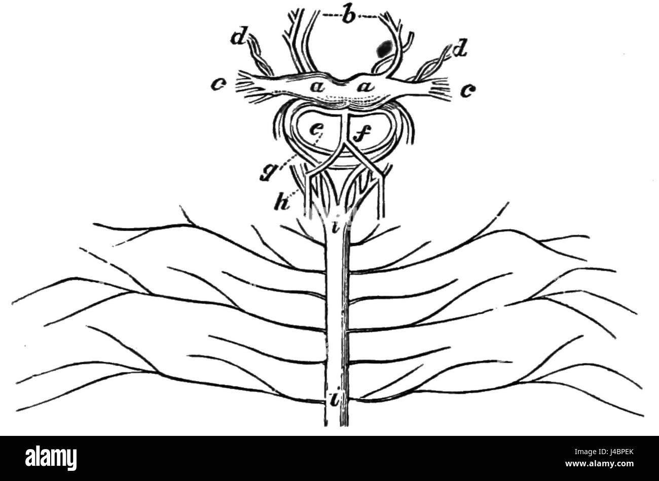 Cette illustration scientifique tirée du volume 9 du PSM (D736) montre l'anatomie du cerveau et du système nerveux de l'iulus, un arthropode, offrant un aperçu de sa neuroanatomie. Banque D'Images