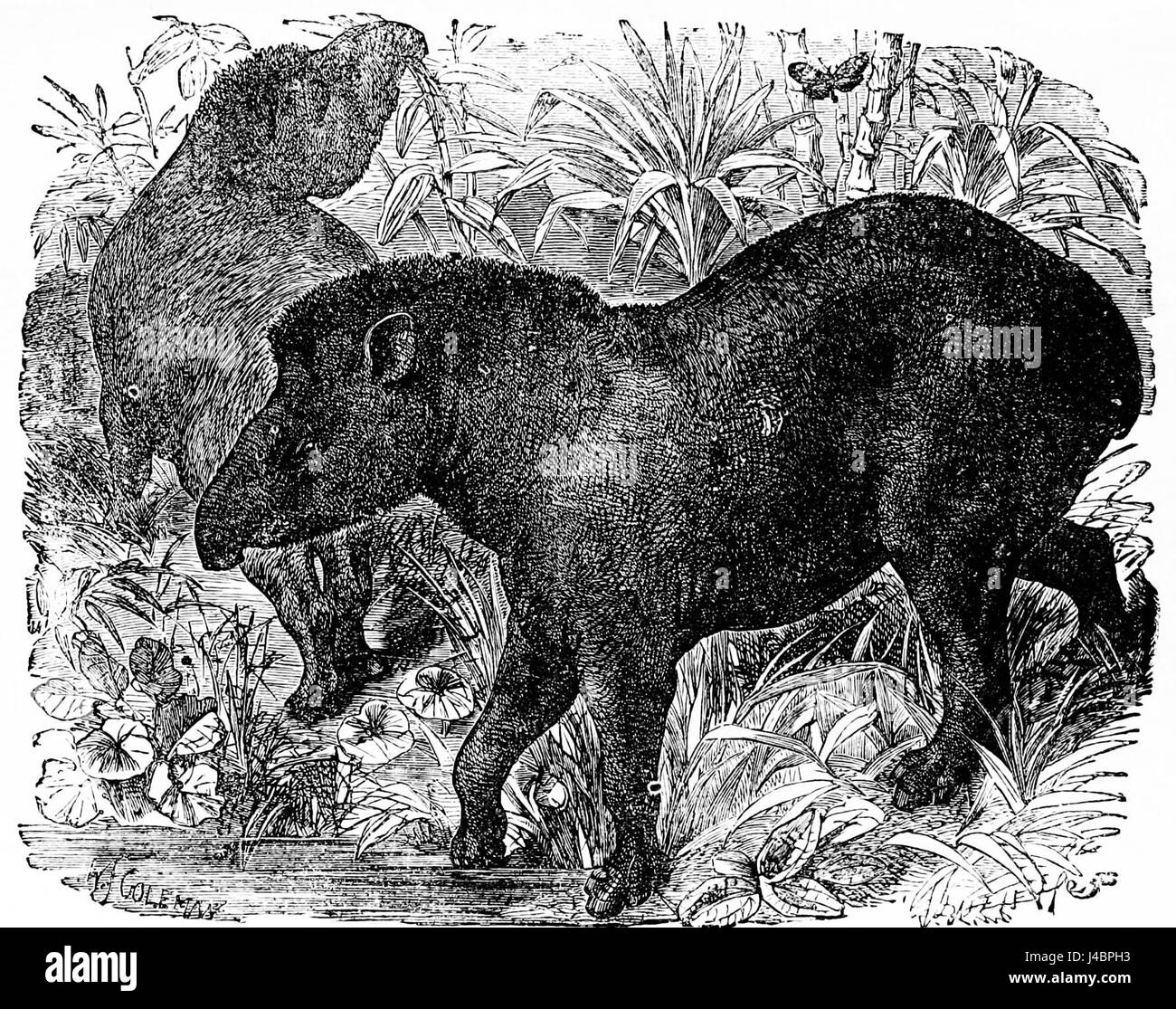 PSM V02 D155 tapir américain Banque D'Images