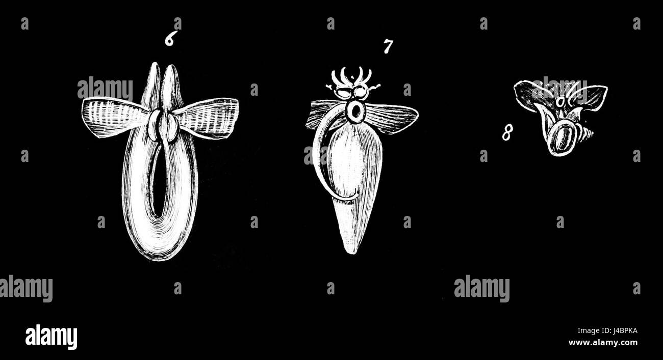 PSM V35 D340 Clinopsis krohnii borealis Clione limacina arctica Banque D'Images