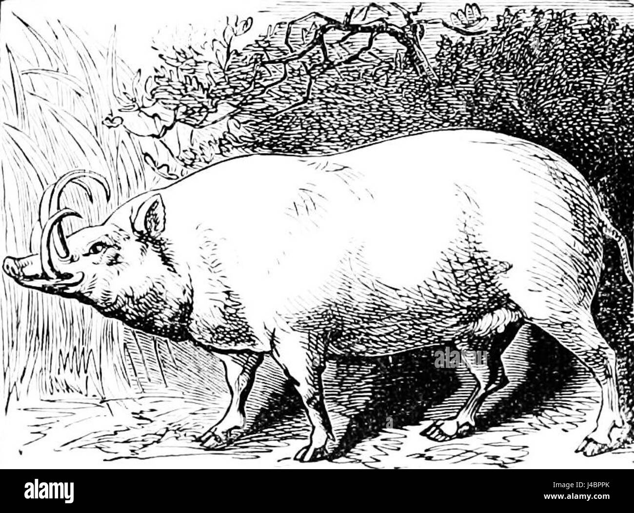 PSM V17 D244 ou Barbyroussa de porcs sauvages de Malaisie Banque D'Images
