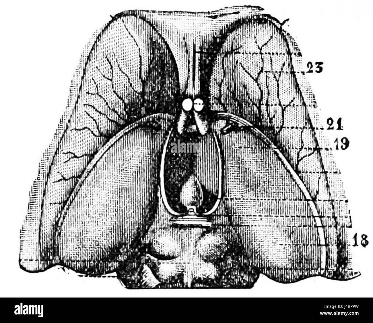 PSM V26 D763 Thalami et striata Banque D'Images