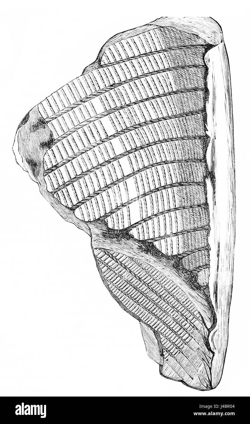 Cette entrée fait référence à la poterie aborigène américaine, probablement représentée dans une publication scientifique. Il met en lumière l'art indigène de la poterie dans les cultures amérindiennes. Banque D'Images