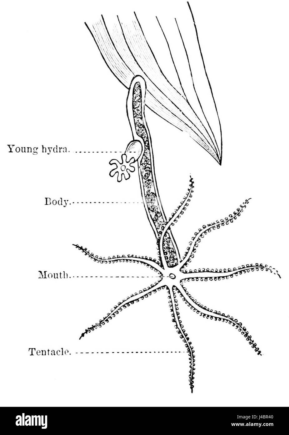 L'Hydra verte est un petit organisme d'eau douce qui présente des capacités de régénération. C'est un membre du genre Hydra, connu pour sa capacité à faire repousser des parties du corps. Cette espèce se trouve généralement dans les étangs et les ruisseaux, prospérant dans les eaux calmes. Banque D'Images