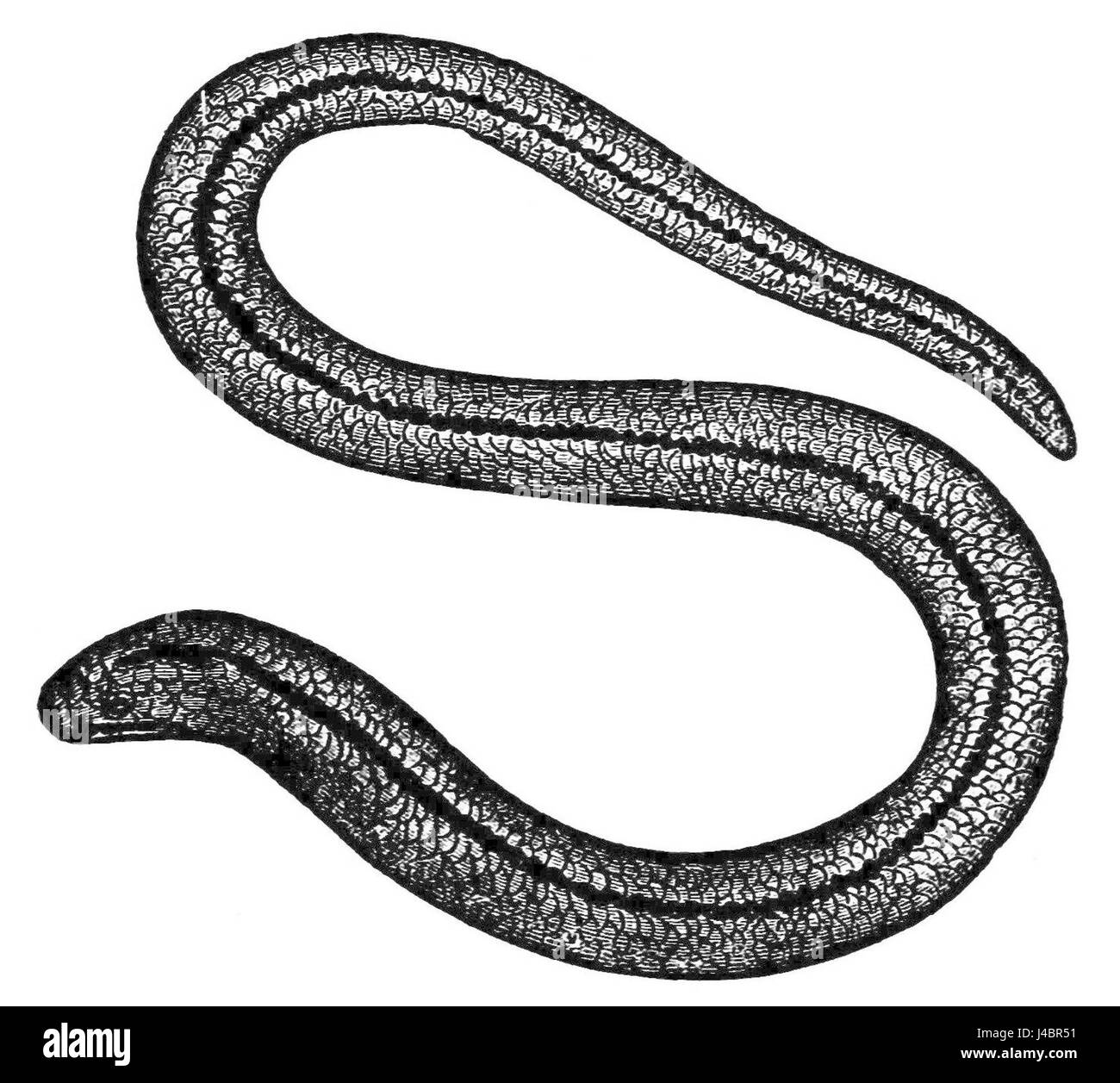 PSM V21 D625 ver aveugle Anguis fragilis Banque D'Images