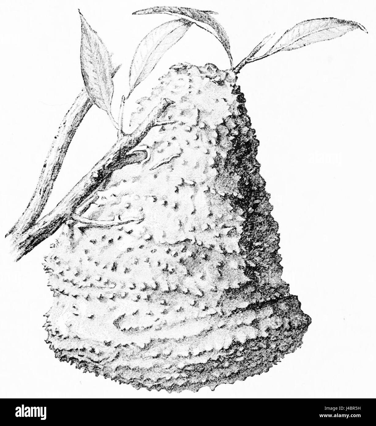 PSM V45 D359 de l'extérieur d'un myrapetra scutellaris nest Banque D'Images