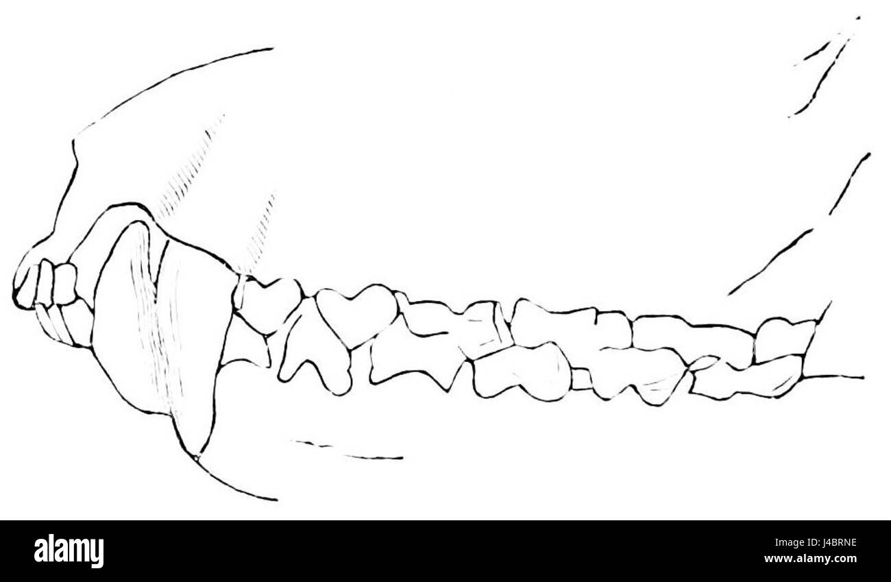 Cette illustration scientifique de PSM V08 D438 montre les dents du Dasyurus, un genre de marsupiaux carnivores trouvé en Australie. L'illustration met en évidence la structure dentaire unique adaptée à leur régime carnivore, fournissant un aperçu des habitudes alimentaires et des traits évolutifs de l'animal. Banque D'Images