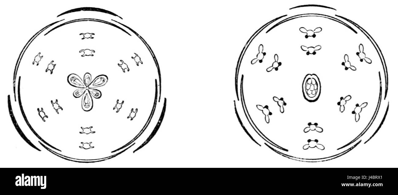 Le diagramme des 'stades hypothétiques de l'évolution des fleurs' de PSM V45 D811 illustre le développement évolutif proposé des structures florales, offrant une vue scientifique sur la façon dont les fleurs ont pu évoluer au fil du temps. Banque D'Images