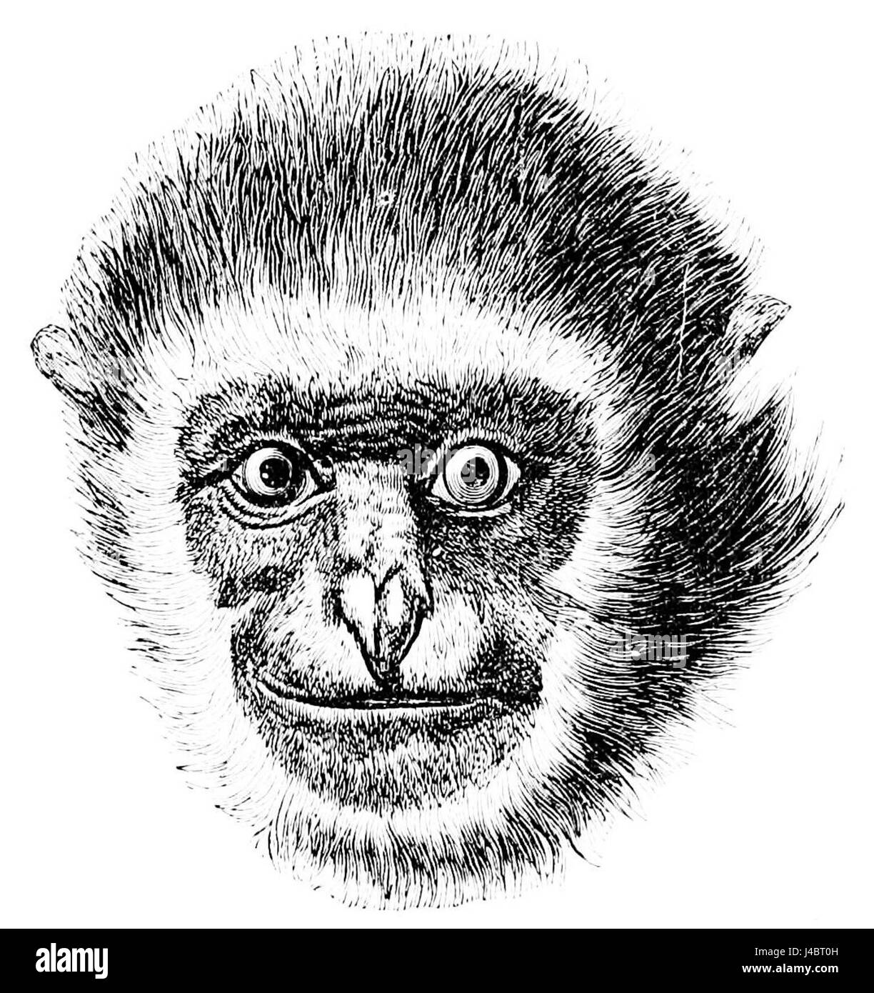 PSM V13 D455 est une illustration scientifique représentant la tête d'un gibbon, mettant en valeur les caractéristiques anatomiques de l'espèce. L'illustration fait partie d'une série parue dans une revue scientifique, contribuant à l'étude de l'anatomie et du comportement des primates. Banque D'Images