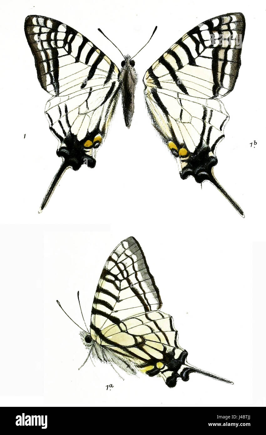 Le titre 'PazalaGlycerion 479 1' semble être une référence scientifique ou un catalogue, qui peut se rapporter à une étude ou à un point de données précis, nécessitant un contexte plus approfondi pour plus de clarté. Banque D'Images