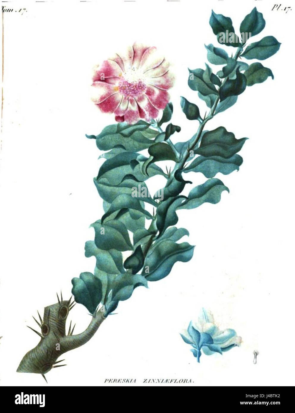 Pereskia zinniiflora, également connu sous le nom de Pereskia à feuilles de Zinnia, est une espèce de cactus originaire des régions tropicales d'Amérique du Sud. Il est connu pour ses feuilles distinctes qui ressemblent à celles de la fleur de Zinnia. Banque D'Images