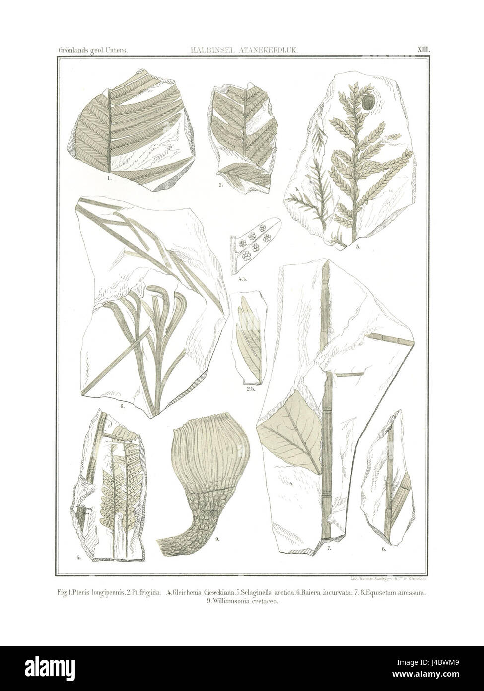 Polarflora 6303 Banque D'Images