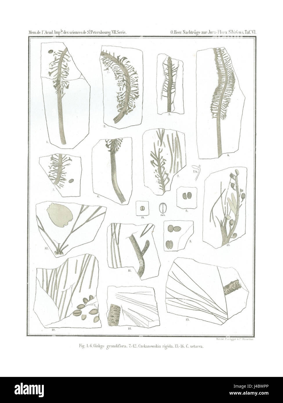 Polarflora 6 49 Banque D'Images