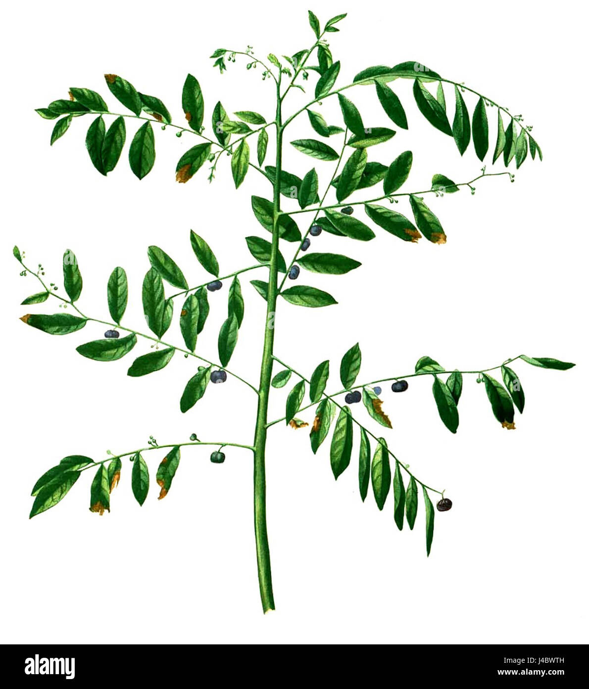 Phyllanthus reticulatus est une espèce végétale que l'on trouve couramment dans les régions tropicales. Il est connu pour ses propriétés médicinales et fait partie de la famille des Phyllanthaceae. Banque D'Images Phyllanthus reticulatus est une espèce végétale que l'on trouve couramment dans les régions tropicales. Il est connu pour ses propriétés médicinales et fait partie de la famille des Phyllanthaceae. Banque D'Images
