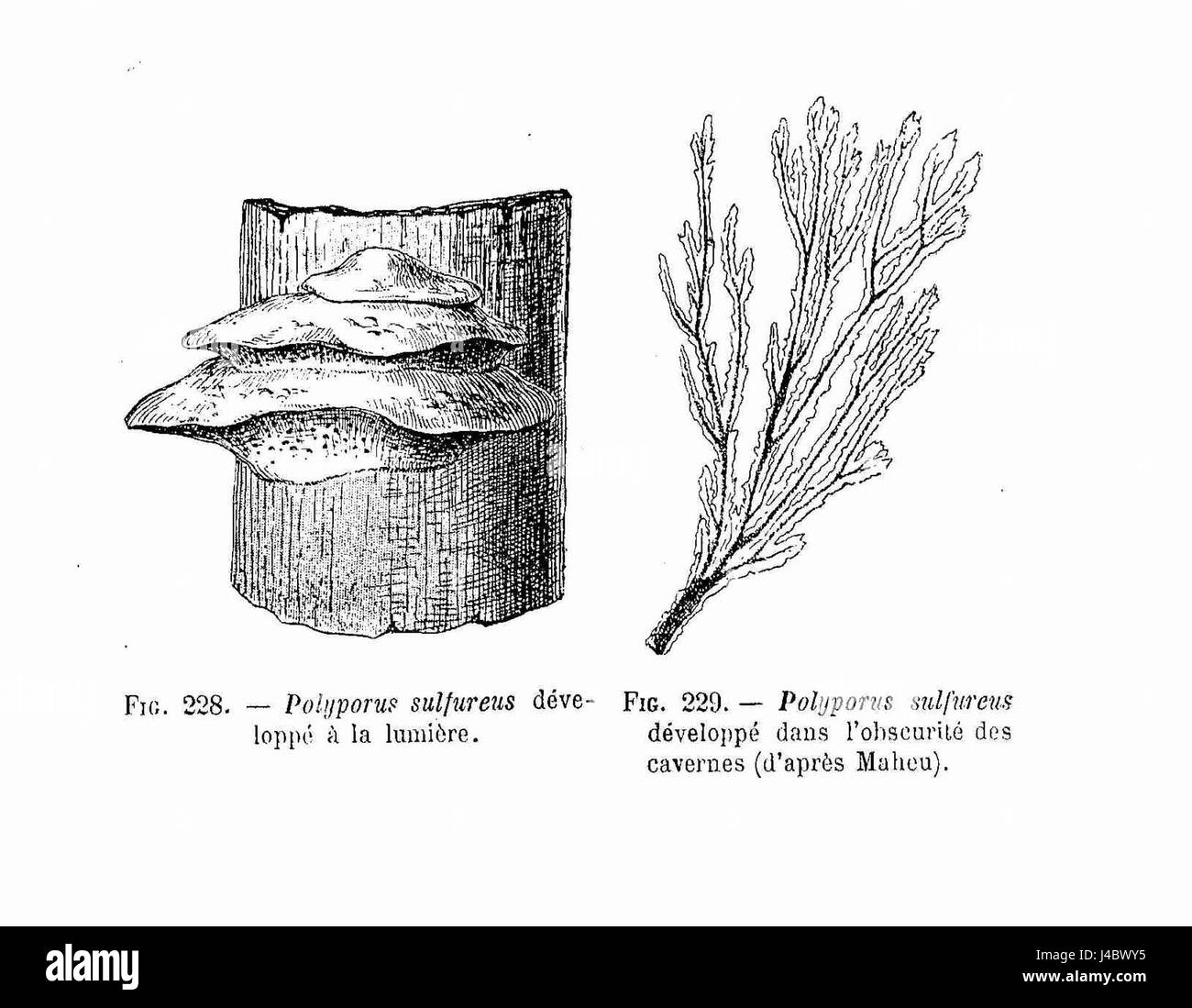 Polyporus sulfureus, également connu sous le nom de polypore de soufre, est une espèce de champignon trouvée dans les régions tempérées. Il joue un rôle dans la décomposition et est connu pour sa couleur jaune vif. Banque D'Images