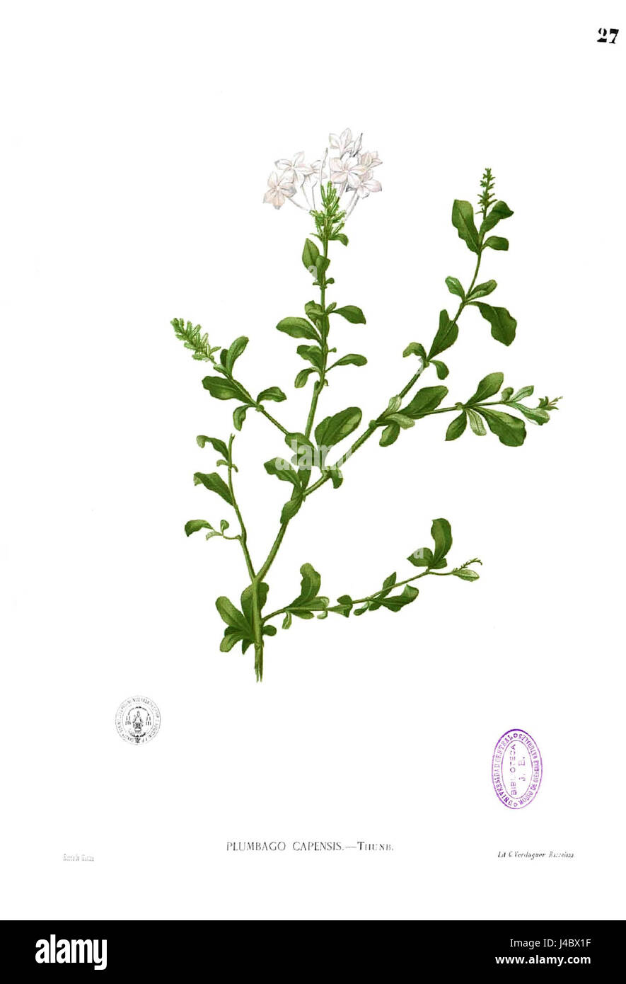 Plumbago auriculata, communément appelé plumbago bleu, est une plante à fleurs originaire d'Afrique du Sud. Il est connu pour ses fleurs bleu vif et est couramment utilisé dans les jardins ornementaux. Le nom scientifique de la plante est dérivé du latin « plumbum », en référence à ses tiges de couleur plomb. Banque D'Images