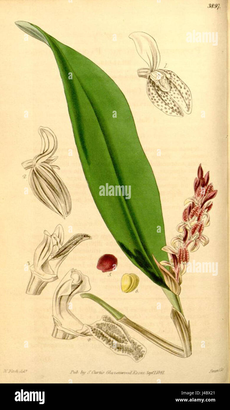 Pleurothallis picta, une espèce d'orchidée originaire d'Amérique du Sud, connue pour ses fleurs à motifs distinctifs et ses habitudes de croissance, généralement trouvée dans les environnements tropicaux humides. Banque D'Images