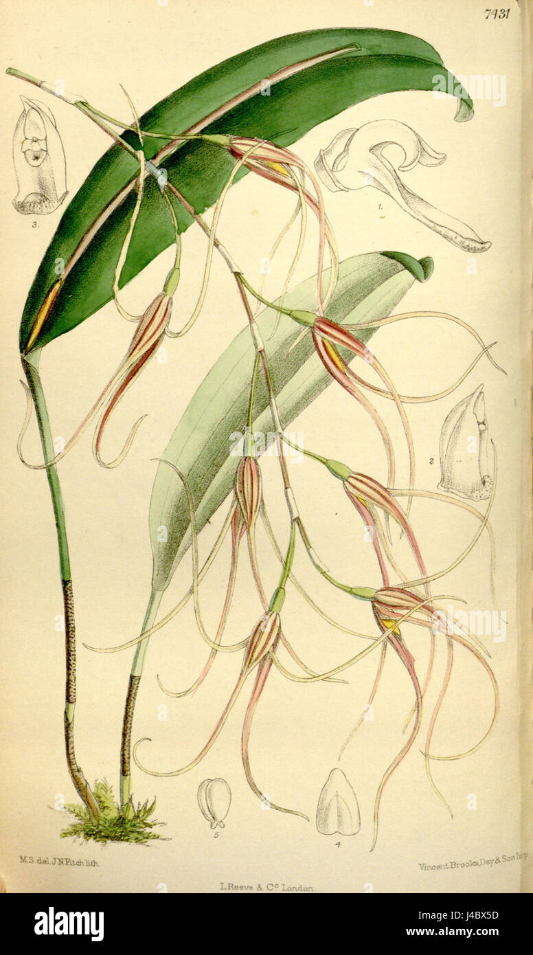 Une illustration de l'espèce d'orchidée Pleurothallis sirene, précédemment connue sous le nom de Pleurothallis scapha, tirée du Curtis' Botanical Magazine, 1895. Le dessin détaillé met en évidence les caractéristiques distinctives de la fleur, y compris sa structure et ses pétales. Banque D'Images