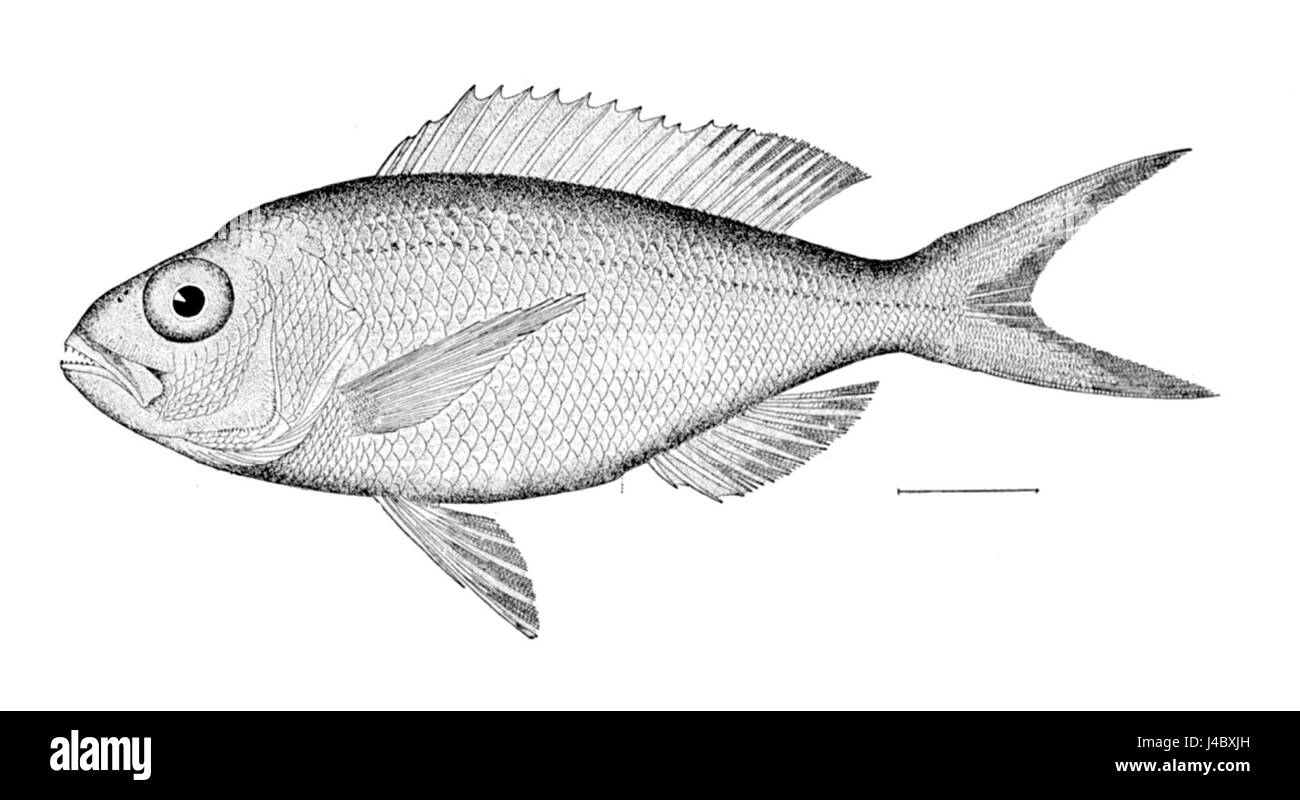 Pristipomoides macrophthalmus Banque D'Images