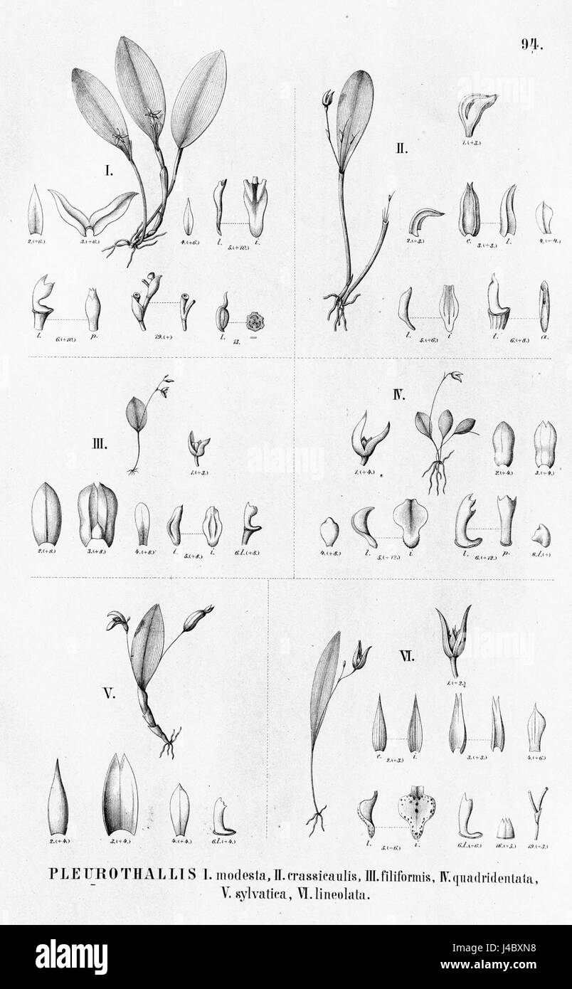 L'illustration présente diverses espèces de Pleurothallis, un genre d'orchidées connu pour leurs diverses espèces, y compris modesta, crassicaulis, filiformis, quadridentata, sylvatica et lineolata. Banque D'Images