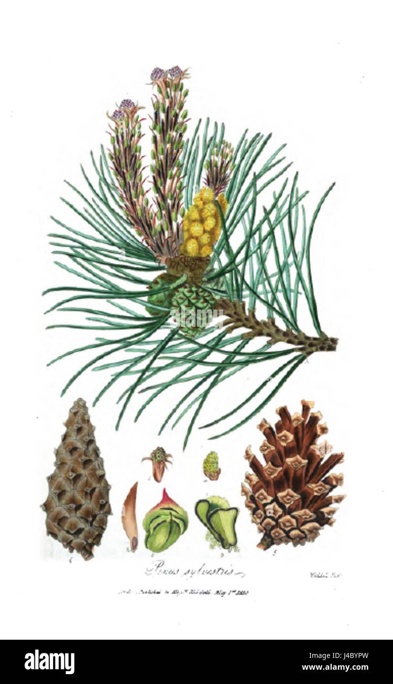 Pinus sylvestris, communément appelé pin écossais, est une espèce d'arbre que l'on trouve dans diverses régions d'Europe et d'Asie. Il est apprécié pour son bois, sa résine et son importance écologique dans les forêts tempérées. Banque D'Images