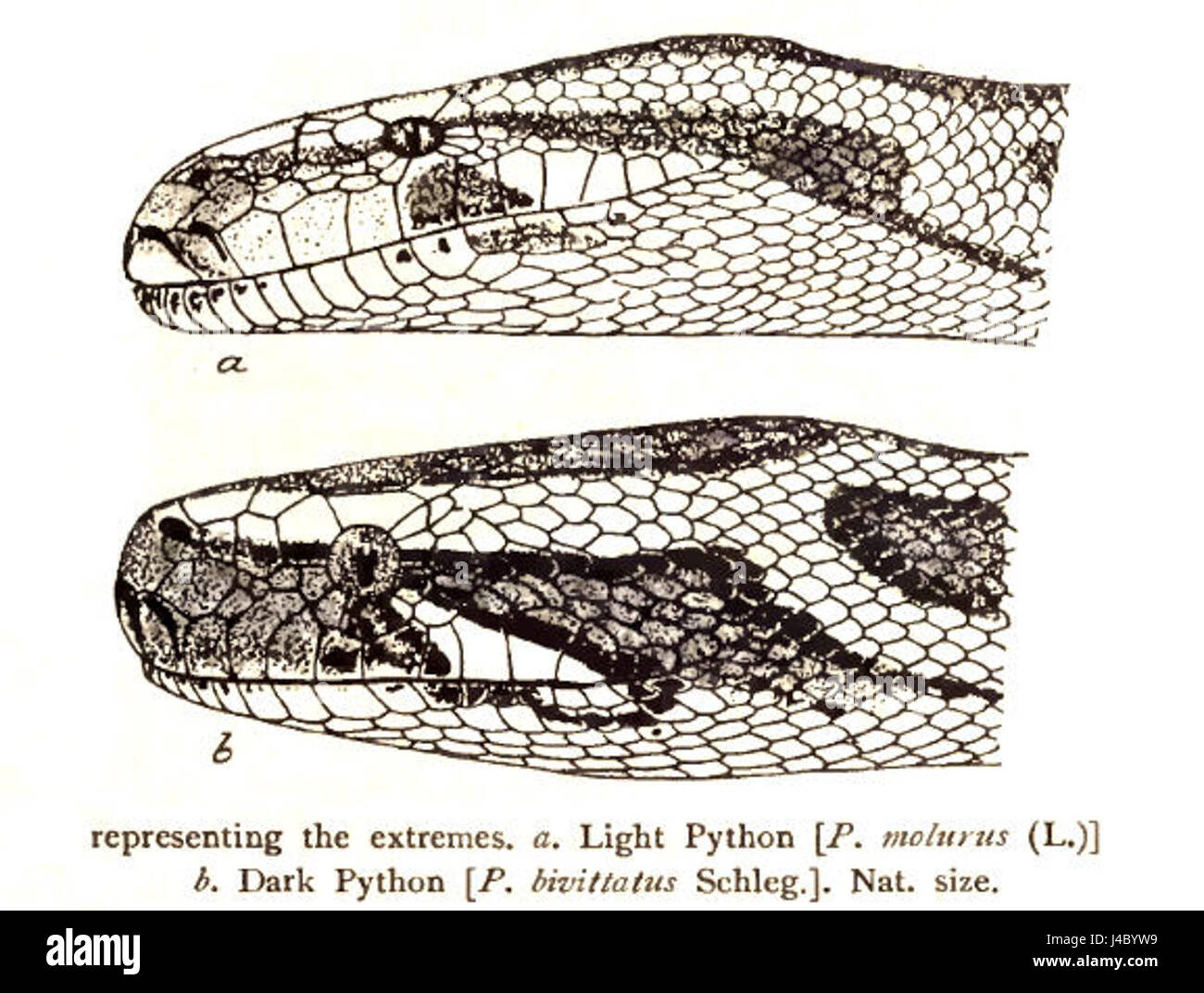'PythonsRooij' semble être une référence à une espèce de python ou à un projet nommé d'après le python, bien que plus de contexte soit nécessaire pour clarifier sa référence exacte. Banque D'Images