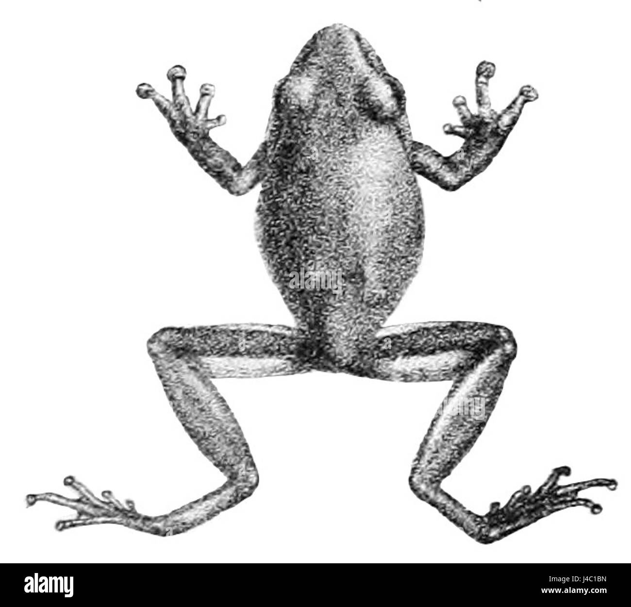 Pseudophilautus beddomii Banque D'Images