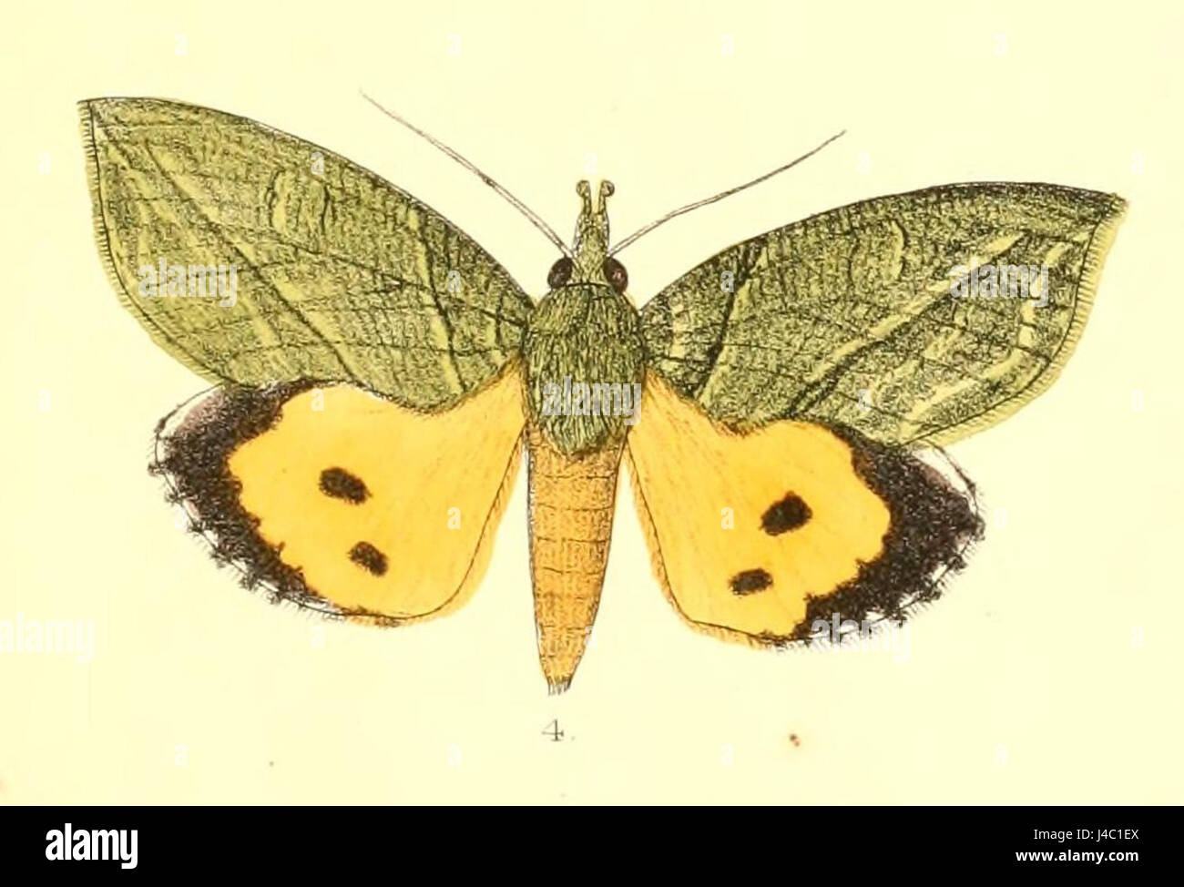 RhytiaHypermnestra14 4 m Banque D'Images