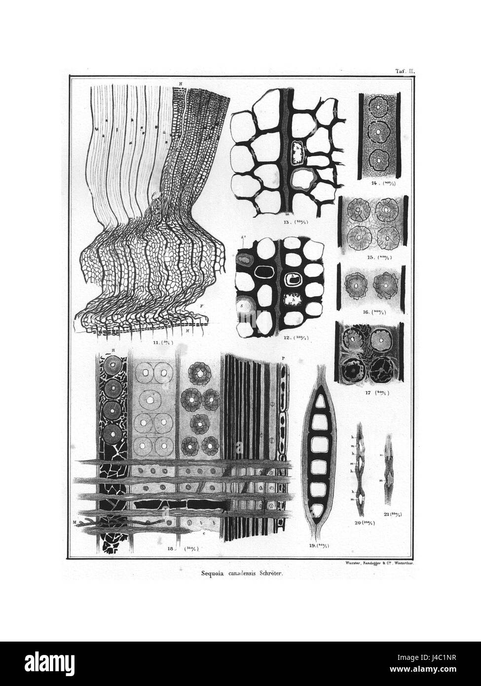 Polarflora 6151 Banque D'Images
