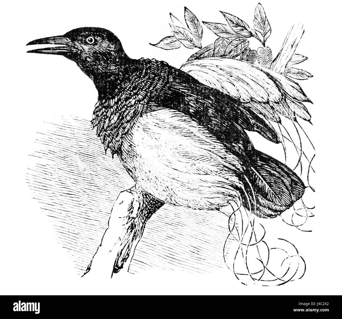 PSM V05 D585 douze oiseau de paradis câblé Banque D'Images