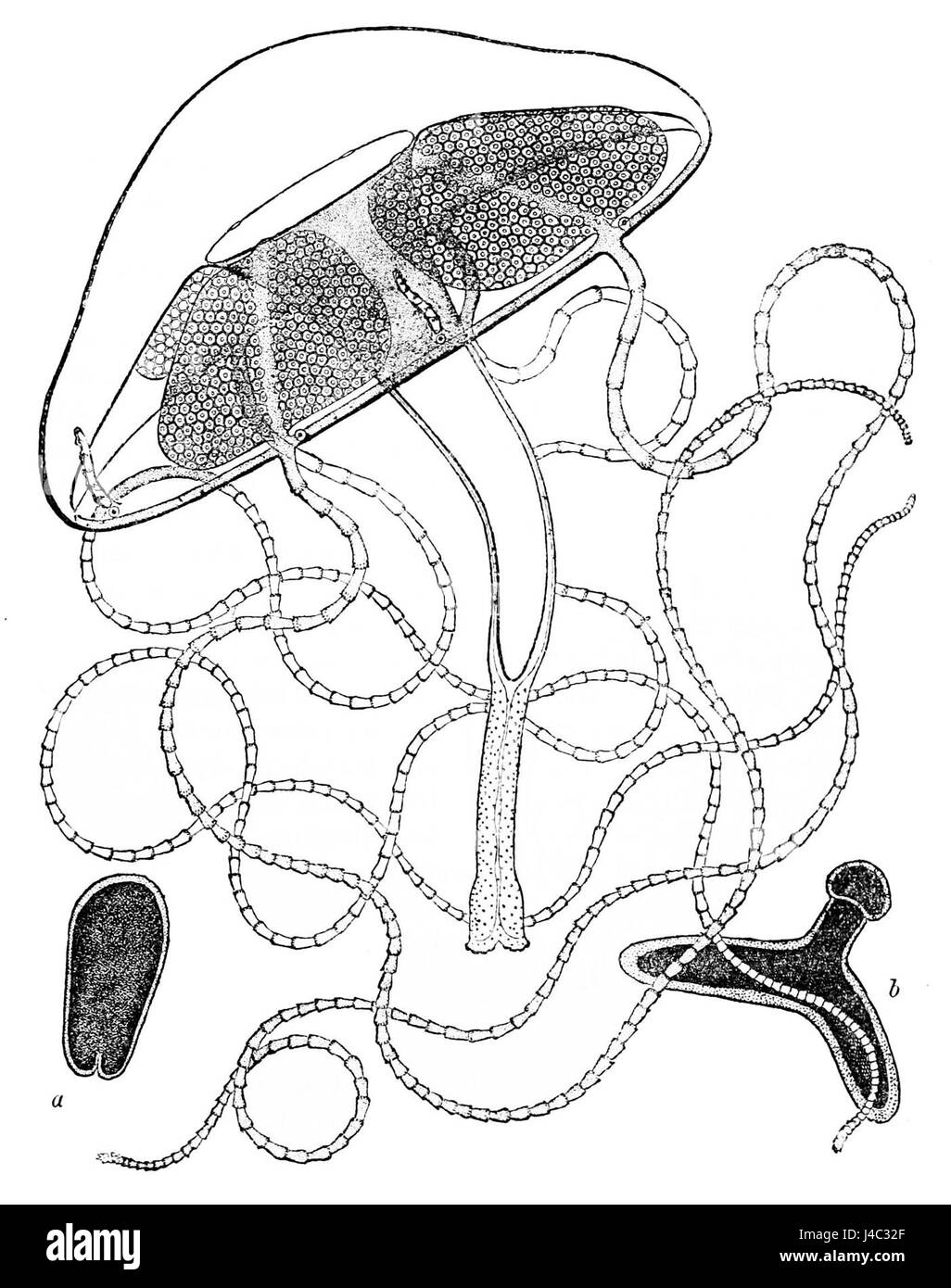 PSM V33 D599 Liriope tetraphylla Banque D'Images